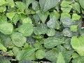 Teardrop English Ivy / Hedera helix 